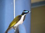 Blue-faced Honeyeater.JPG (23 KB)